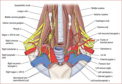 thumbs/Root of the Neck.jpeg.jpg